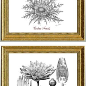 2 botanical vintage images