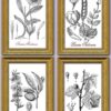 Set of 4 botanical vintage images