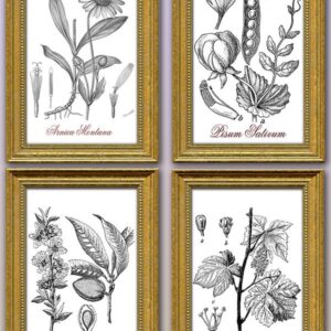 Set of 4 botanical vintage images