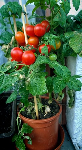 Gardening on the balcony, potted tomato plant with ripe cherry tomatoes to be harvested
