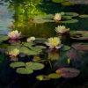 Water lilies