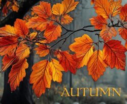 Autumn Red
