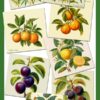 botany-t2 botany-t2