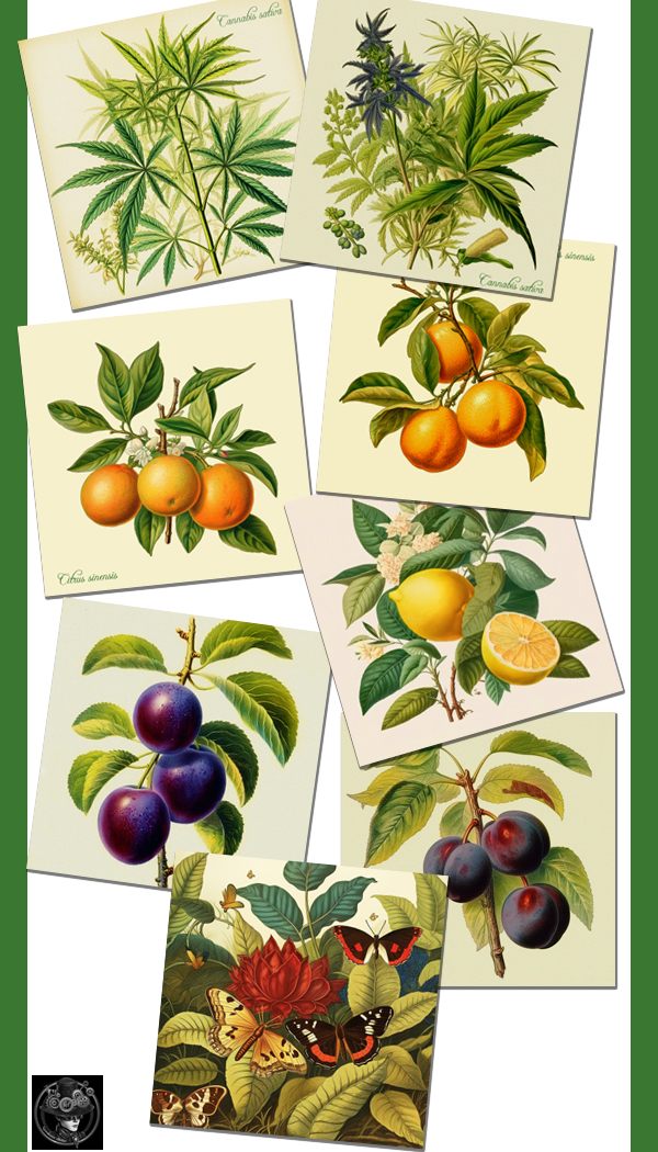 botany-t2 botany-t2