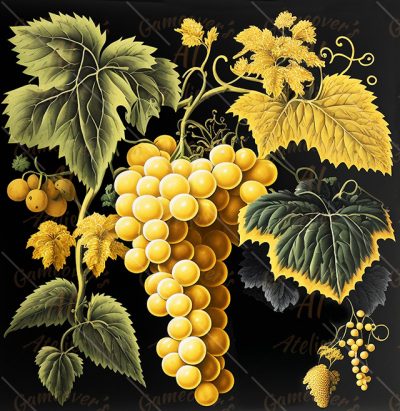 Ripe yellow grapes on dark background